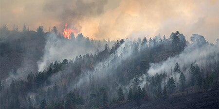 A wide shot of a forest fire
