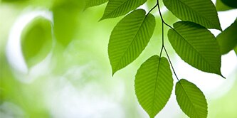 Green leaves