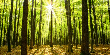 Forest image icon.
