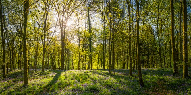 A lush green forest with sunlight filtering through the trees onto a floor of purple wildflowers.
