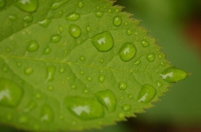 Green Leaf