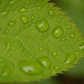 Green Leaf with Rain Drops