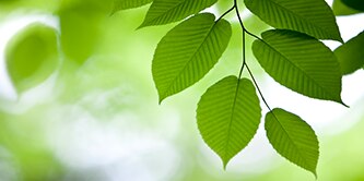close-up of a tree leaf
