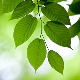 Green leaves