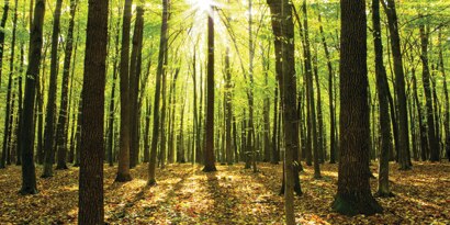 Sunlight shines through a green forest of tall trees.
