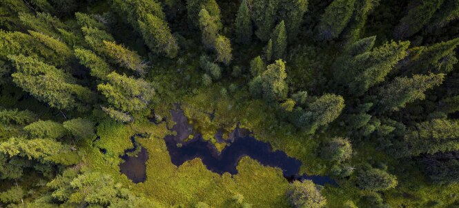 Aerial view of a dense evergreen forest surrounding a dark, marshy pond with bright green vegetation along the water’s edge.
